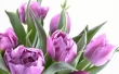 Mang những bông hoa tuyệt đẹp lên Windows để mừng ngày 8/3